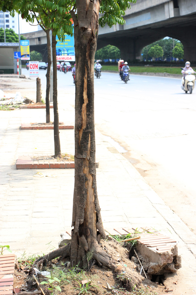 [-]Hà[-]Nội:[-]Hàng[-]cây[-]xanh[-]mới[-]trồng[-]đã[-]chết[-]khô